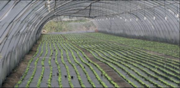 HERBI’CHANVRE plant long toile de paillage