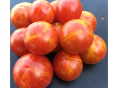 tomate-jans-bio