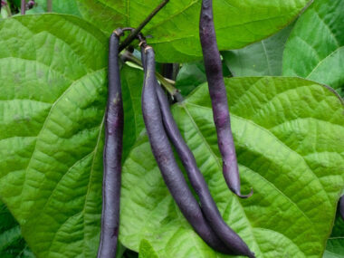 haricot-nain-mangetout-purple-queen-bio