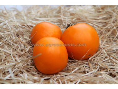 tomate-orange-queen-bio