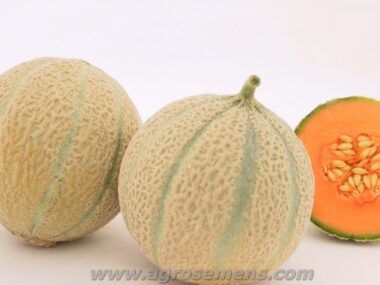 melon-sivan-f1-bio